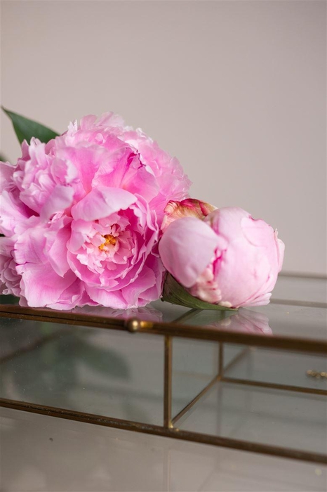 <h4>Paeo L Sarah Bernhardt</h4>