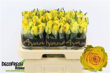 <h4>Rosa a grande fleur Golden Smile</h4>