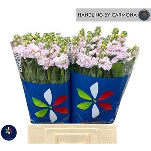 Matth Iron Cherry Bl