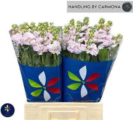 <h4>Matth Iron Cherry Bl</h4>