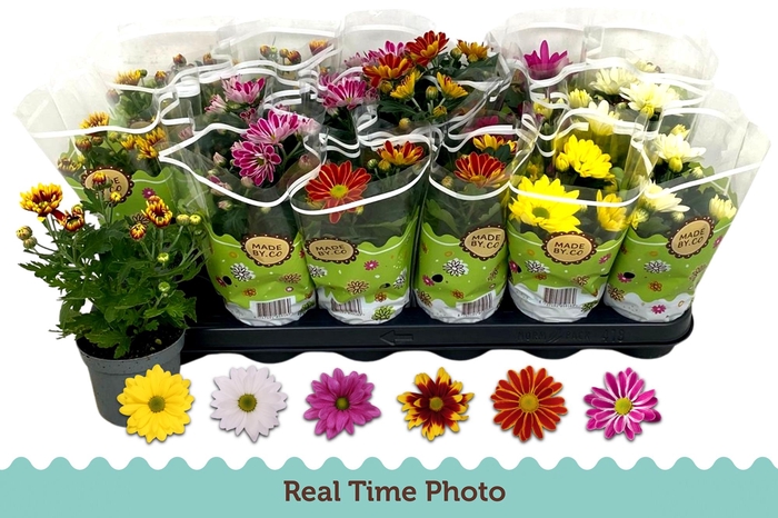 <h4>CHRYS GEM 6 KL</h4>