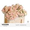 Rosa TR 'Happy Wedding' BRAAM