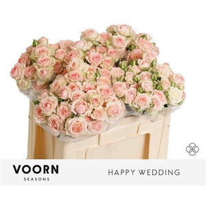Rosa TR 'Happy Wedding' VOORN