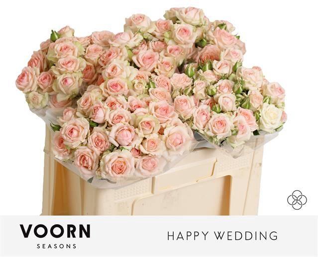 <h4>Rosa TR 'Happy Wedding' VOORN</h4>
