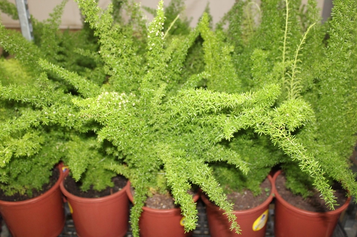 <h4>ASPARGO REAL P23</h4>