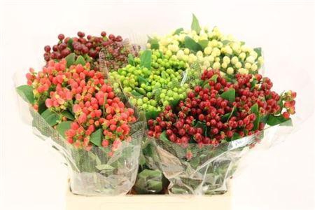 <h4>Hyp Mix In Fust</h4>