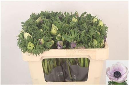 <h4>Anemone Galil Pastel</h4>