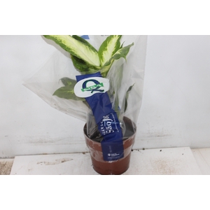 DIEFFENBACHIA VARIADO P17