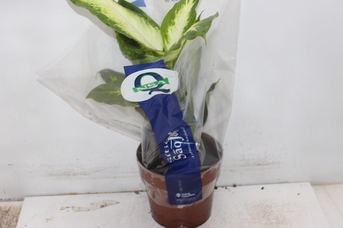 <h4>DIEFFENBACHIA VARIADO P17</h4>