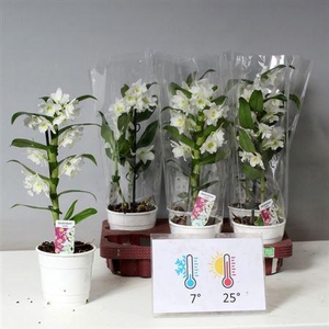 Dendr N Sc Apollon 1 Branche