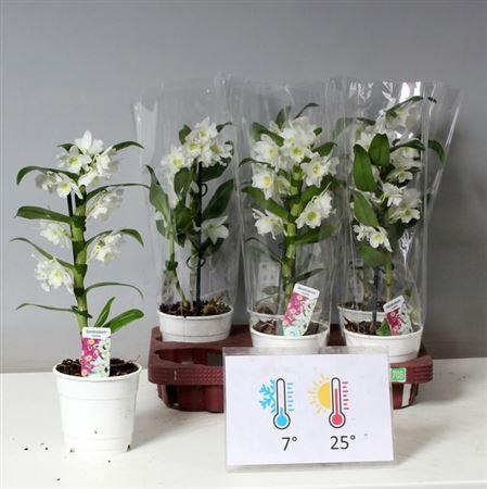 <h4>Dendr N Sc Apollon 1 Branche</h4>