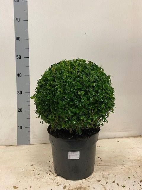 <h4>Buxus sempervirens</h4>