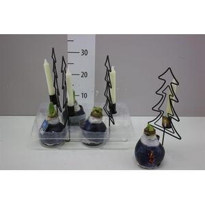 Hippeastrum Wax Santa And Candle