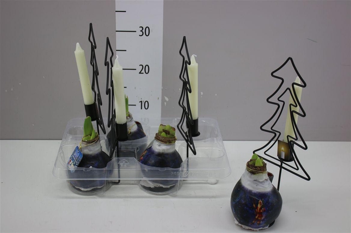 <h4>Hippeastrum Wax Santa And Candle</h4>