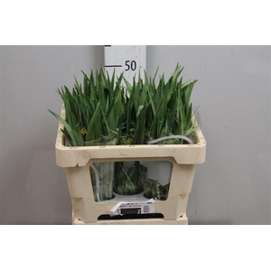 Fritillaria Uva-vulpis