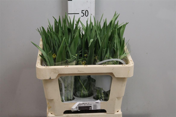 <h4>Fritillaria Uva-vulpis</h4>