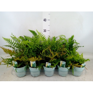 Ferns   ...mix
