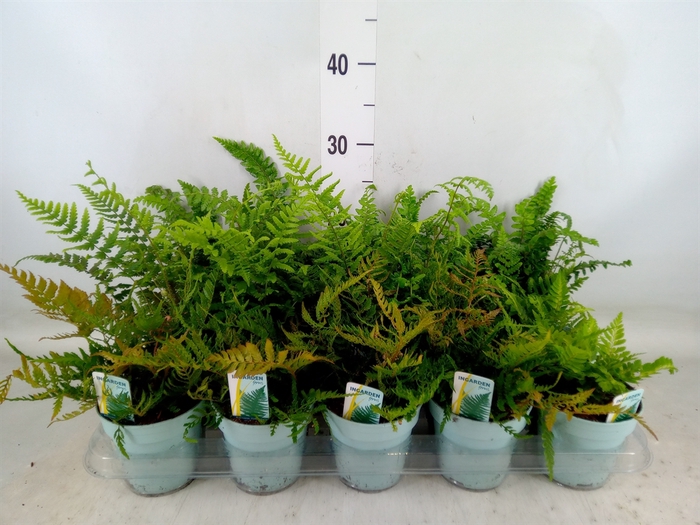 <h4>Ferns   ...mix</h4>