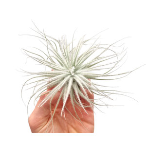 Tillandsia tectorum white large