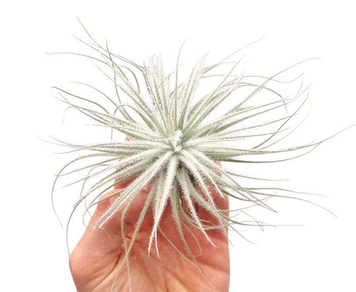 <h4>Tillandsia tectorum white large</h4>