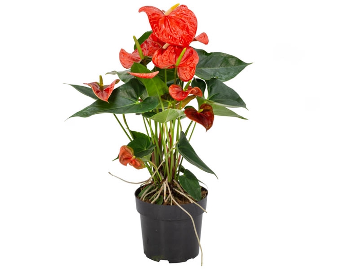 <h4>ANTHURIUM ATLAS P17</h4>