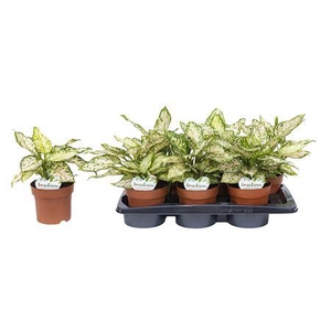 Aglaonema Eileen