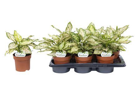 <h4>Aglaonema Eileen</h4>