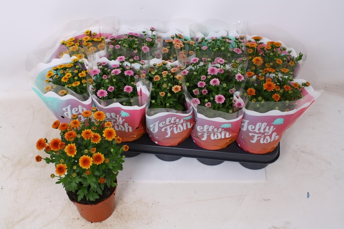 <h4>CHRYS JELLYFI GEM</h4>