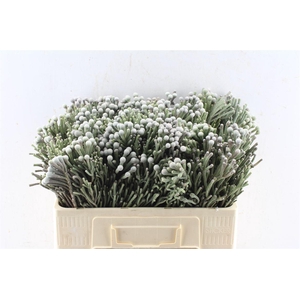 Kaaps Silver Brunia