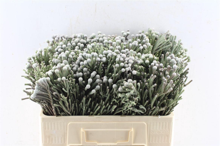 <h4>Kaaps Silver Brunia</h4>