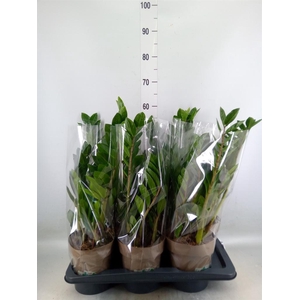 Zamioculcas zamiifolia