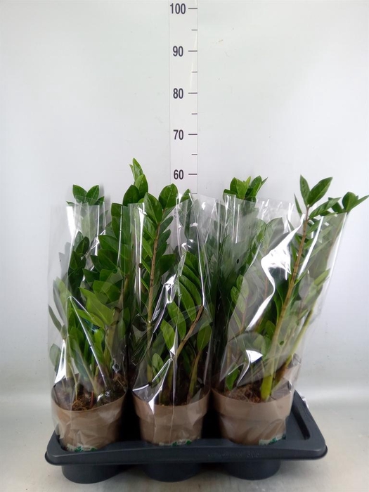 <h4>Zamioculcas zamiifolia</h4>