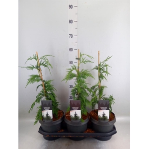 Chamaecyparis nootk. 'Pendula'