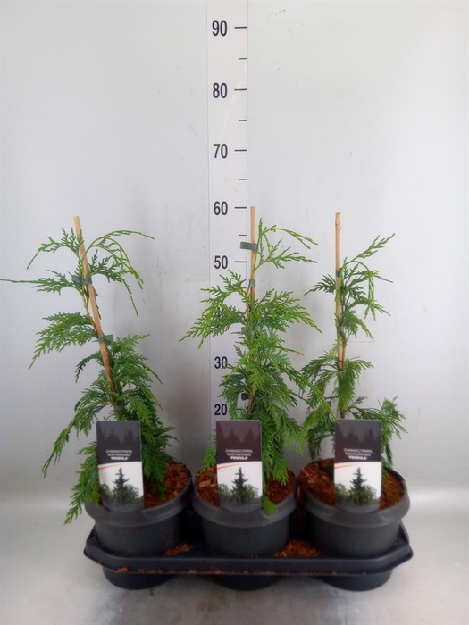 <h4>Chamaecyparis nootk. 'Pendula'</h4>