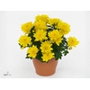 Chrysanne Grandezza Yellow