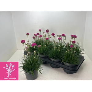 ARME MAR ARMADA ROSE