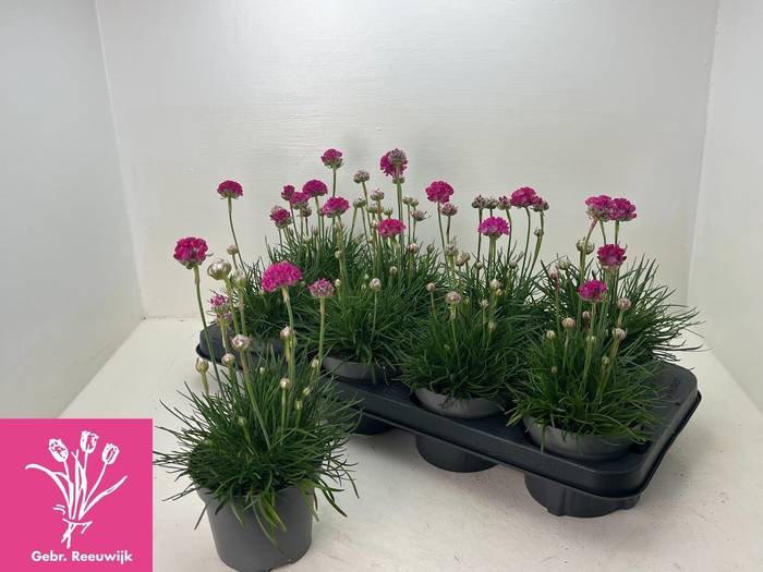 <h4>ARME MAR ARMADA ROSE</h4>