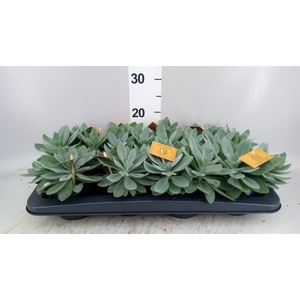 Senecio cephal. 'Mountain Fire'