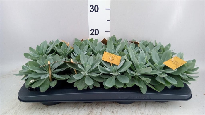 Senecio cephal. 'Mountain Fire'