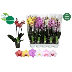 PHAL GEM 6 KL