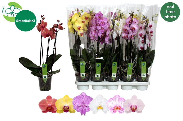 <h4>PHAL GEM 6 KL</h4>