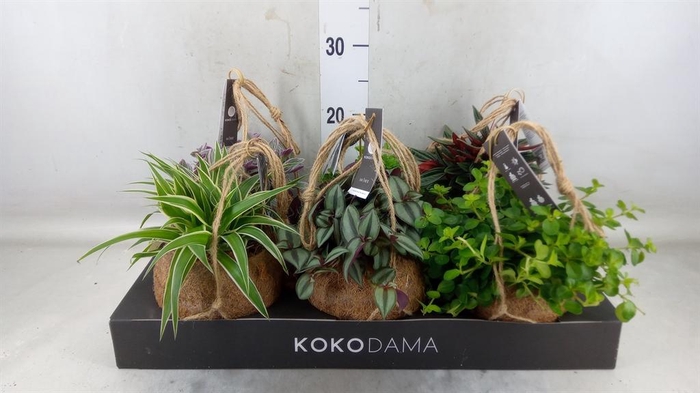 <h4>Planten Groen   ...mix  5</h4>