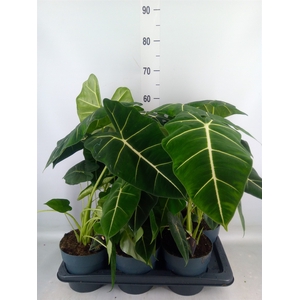 Alocasia   ...