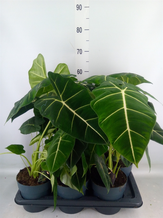<h4>Alocasia   ...</h4>
