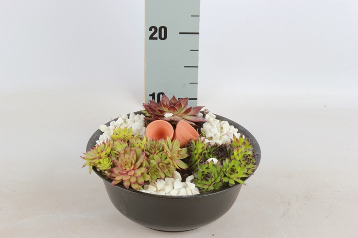 ARR SEMPERVIVUM