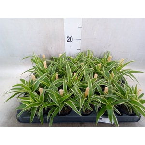 Chlorophytum com. 'Ocean'