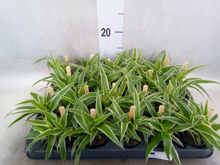 <h4>Chlorophytum com. 'Ocean'</h4>