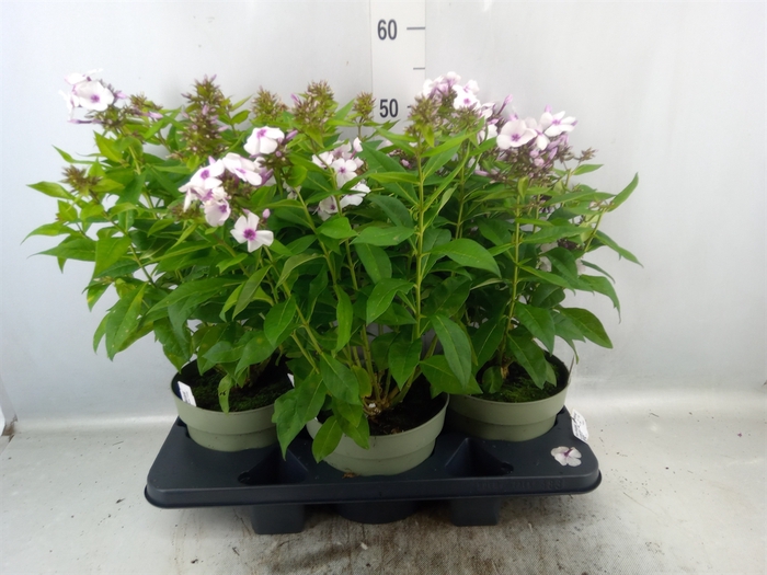 <h4>Phlox douglasii 'Pink Admiral'</h4>