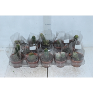 CACTUS VARIADO P11