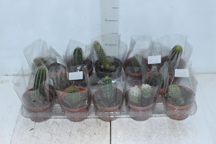 <h4>CACTUS VARIADO P11</h4>